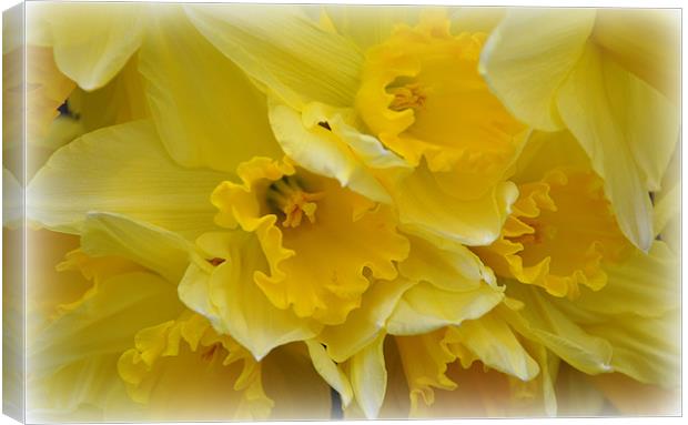 daffs Canvas Print by sue davies