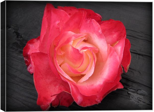 The beautiful rose Canvas Print by sue davies
