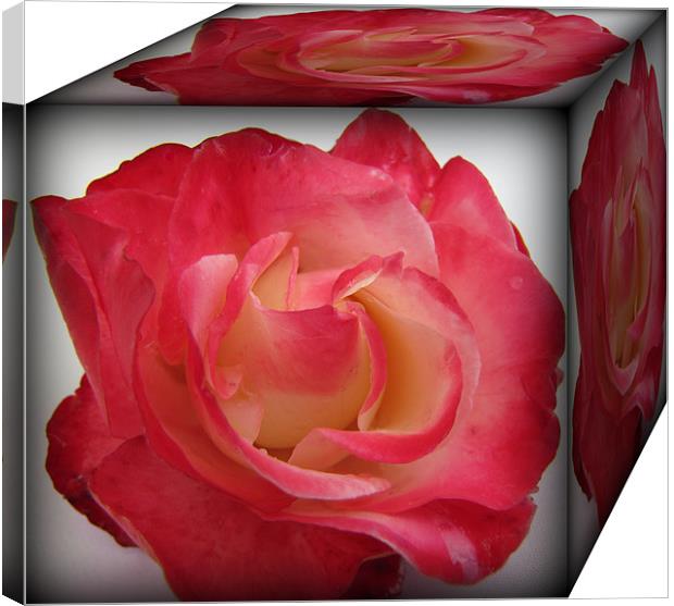 a box of roses Canvas Print by sue davies