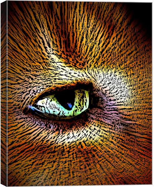 cats eye Canvas Print by sue davies