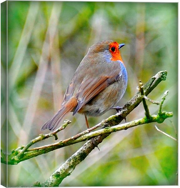 little red breast Canvas Print by sue davies