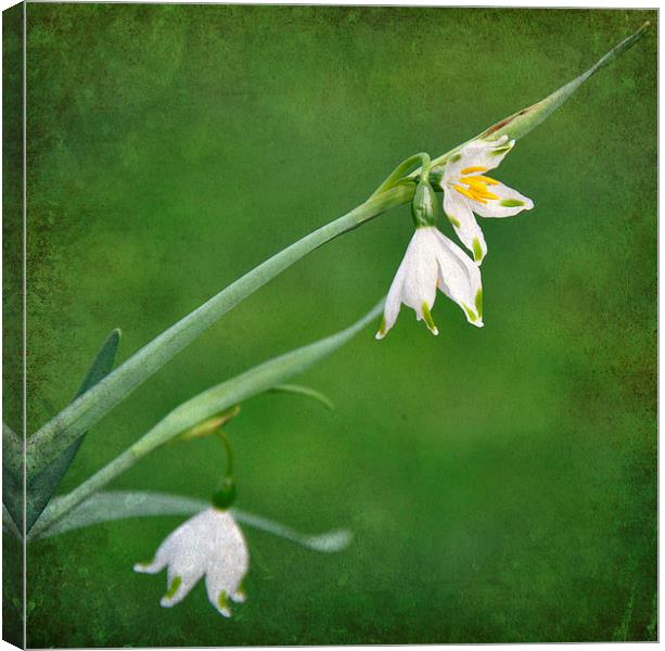 snowdrops in the grass Canvas Print by sue davies