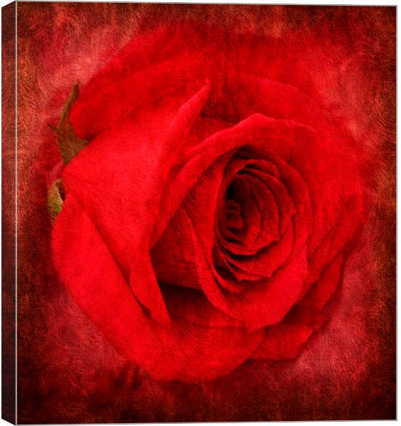 the beautiful rose Canvas Print by sue davies