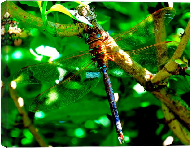 the beautiful dragonfly Canvas Print by sue davies