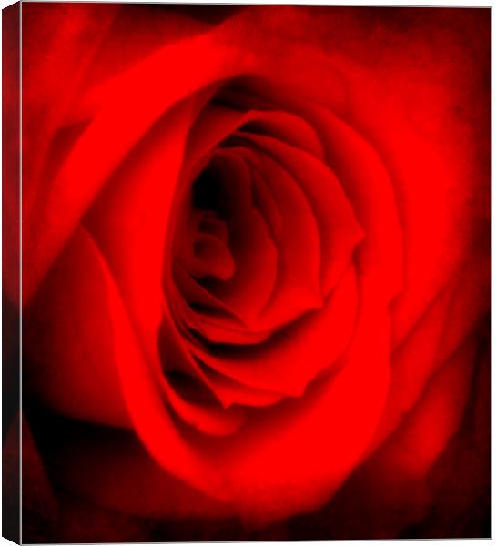 the lovely rose Canvas Print by sue davies