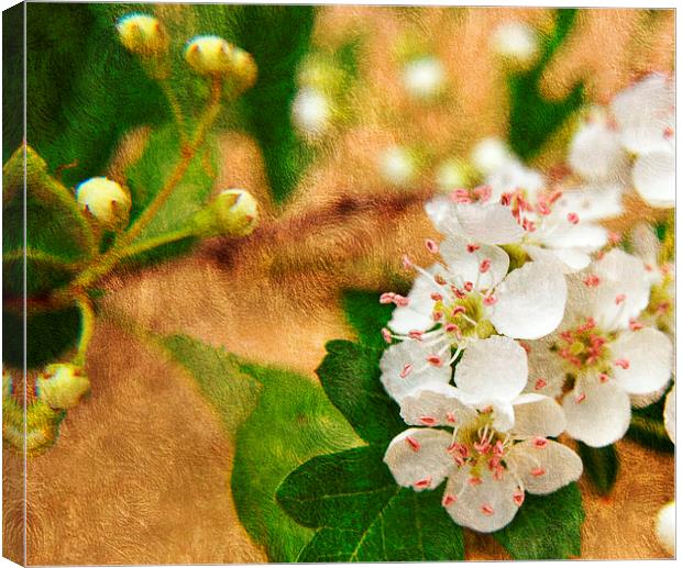 blossom Canvas Print by sue davies