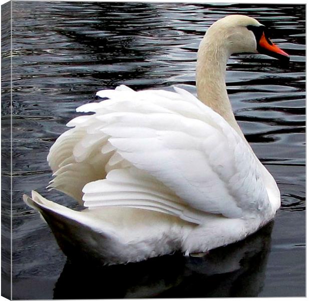  the beautiful swan Canvas Print by sue davies