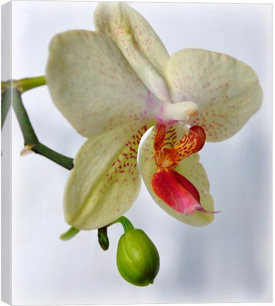  lovely orchid Canvas Print by sue davies