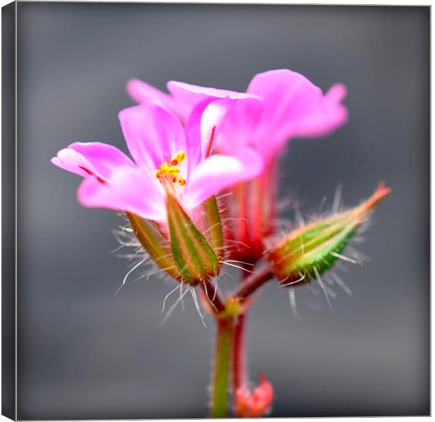  tiny pink flower Canvas Print by sue davies