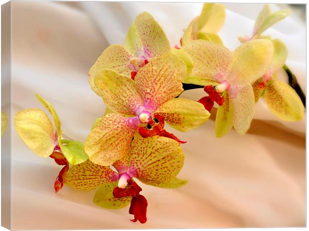  beautiful orchids Canvas Print by sue davies