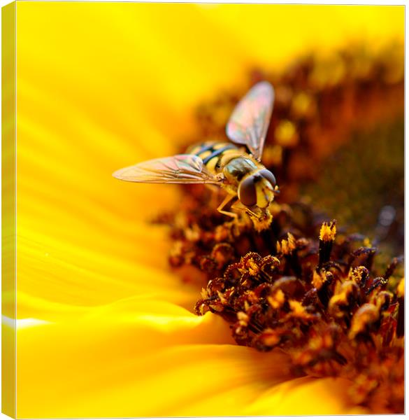  little fly Canvas Print by sue davies