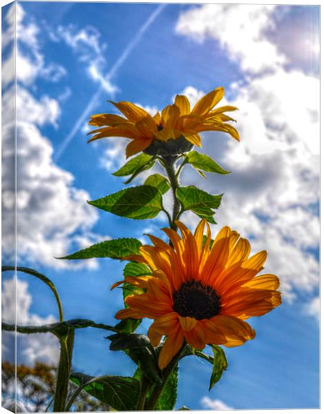  flowers in the sky Canvas Print by sue davies