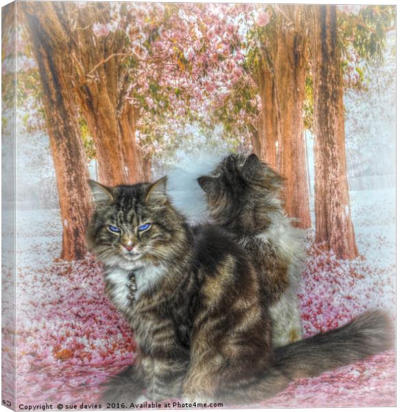twe little kitty's Canvas Print by sue davies