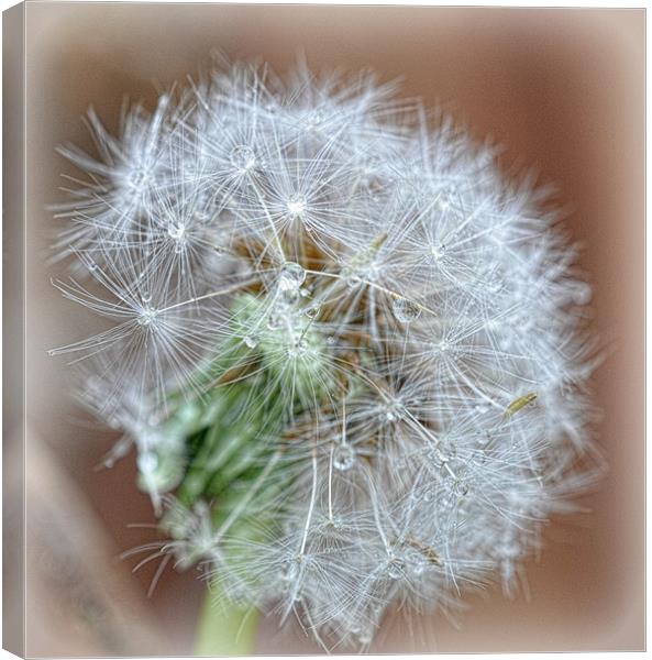 dandelion seedheads Canvas Print by sue davies