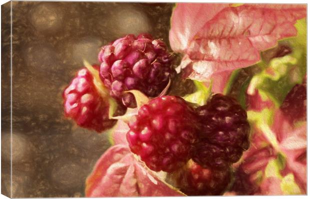 painted rasberries Canvas Print by sue davies