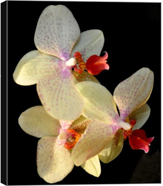 lovely orchids Canvas Print by sue davies