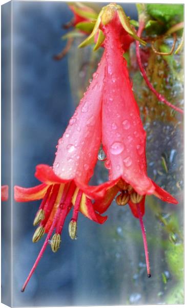 droplets Canvas Print by sue davies