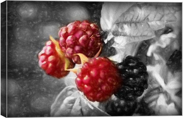 luscious raspberries Canvas Print by sue davies