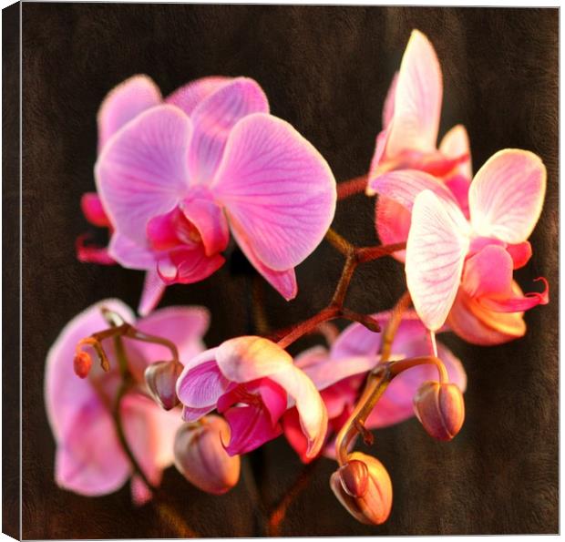 exotic flowers Canvas Print by sue davies