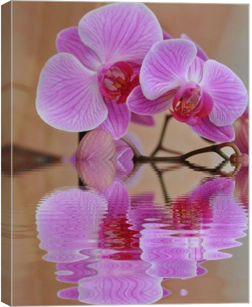 pretty orchid Canvas Print by sue davies