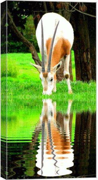 reflected Canvas Print by sue davies