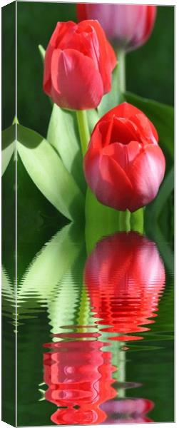 spring tulips Canvas Print by sue davies