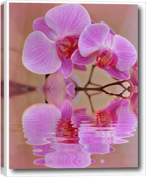 orchids reflected Canvas Print by sue davies