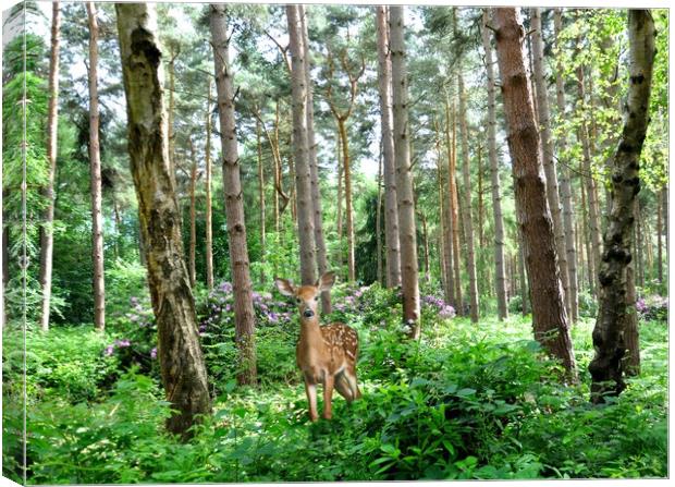 poser Canvas Print by sue davies