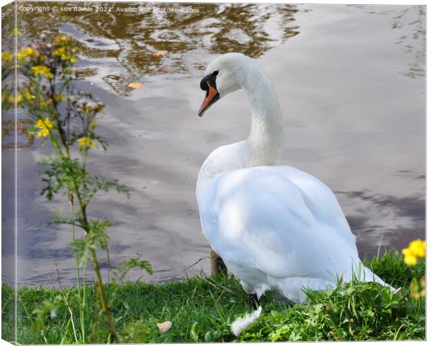 little poser Canvas Print by sue davies