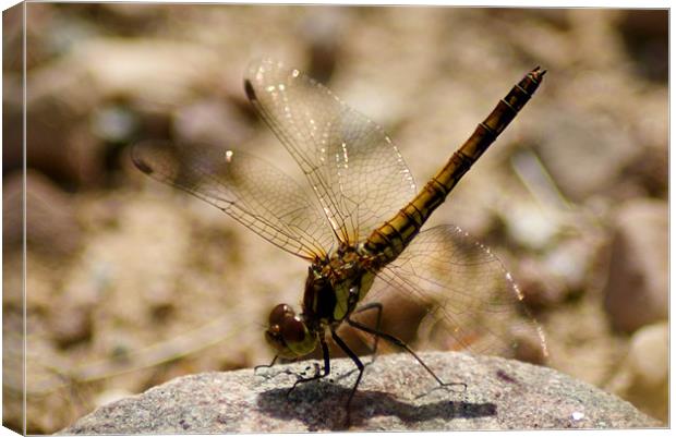 Dragonfly Canvas Print by Gail Surplice