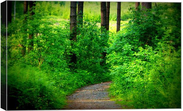 Down the Forest Path Canvas Print by Gail Surplice