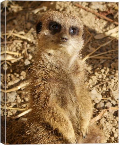 Hello from meerkat Canvas Print by Gail Surplice
