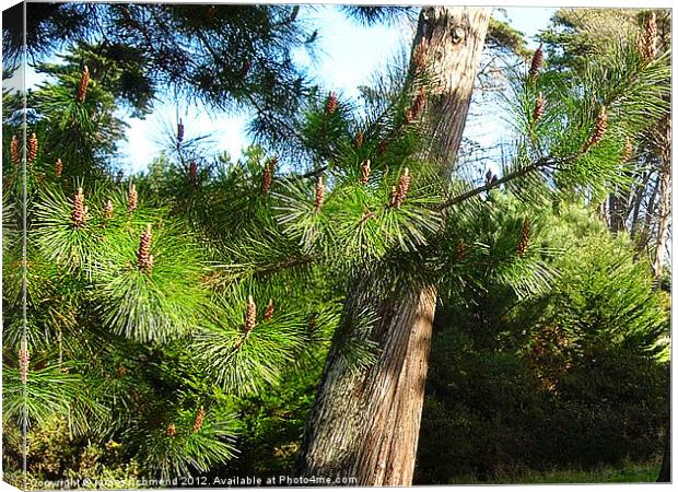 NA Pine Needles and Cones Canvas Print by james richmond