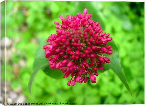 Red Valerian Canvas Print by james richmond