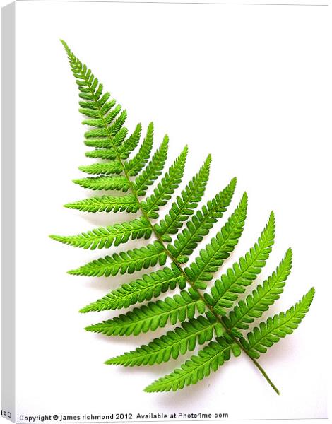 Fern- 6 Canvas Print by james richmond