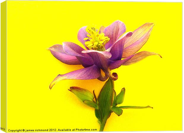 Columbine Flower Canvas Print by james richmond