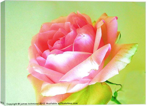 Pink Tea Rose - 4 Canvas Print by james richmond