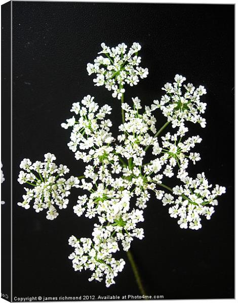 White Flower Umbels- 1 Canvas Print by james richmond