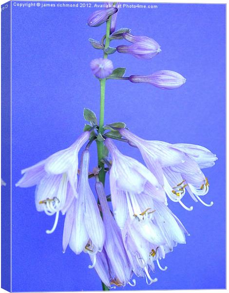 Plantain Lily - Hosta Canvas Print by james richmond