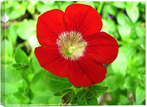Red Flower - Morning Glory Canvas Print by james richmond