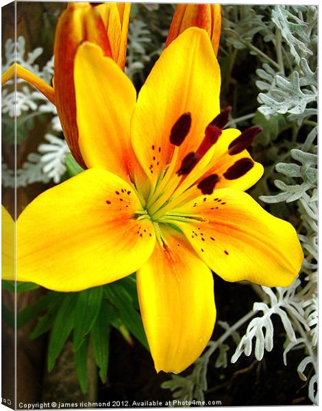 Asiatic Lily Hybrid - 2 Canvas Print by james richmond