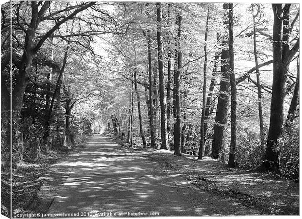 Long Leafy Lane - monochrome Canvas Print by james richmond