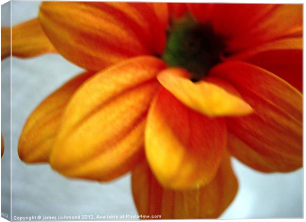 Orange Chrysanthemum - 1 Canvas Print by james richmond