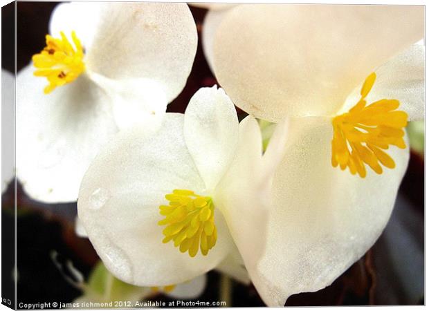 White Begonia Canvas Print by james richmond