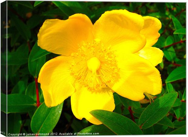 Rose of Sharon - St.Johns Wort Canvas Print by james richmond