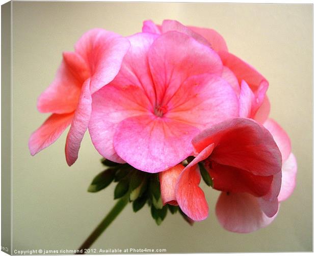 Pink Geranium Flower Canvas Print by james richmond