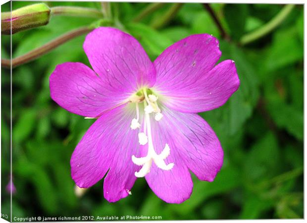 Great Hairy Willowherb Canvas Print by james richmond