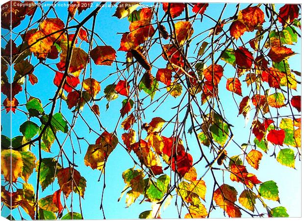 Autumn Leaves Canvas Print by james richmond