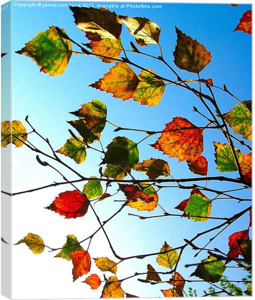 Autumn Leaves - 2 Canvas Print by james richmond