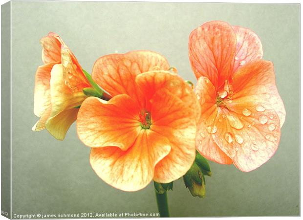 Pink Geranium Canvas Print by james richmond